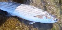 Healthy fish project thumbnail