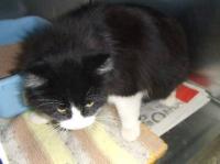 cat_detection project thumbnail