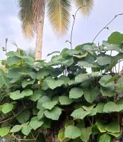 neustanthus phaseoloides project thumbnail