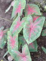 caladium bicolor project thumbnail
