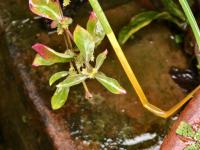 Alternanthera sessilis project thumbnail