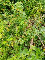 lantana camara project thumbnail