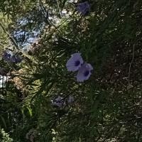 ipomoea cairica project thumbnail