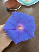 ipomoea indica project thumbnail