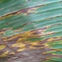 Banana project thumbnail