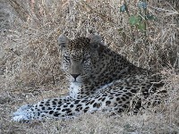 Leopard_detection project thumbnail