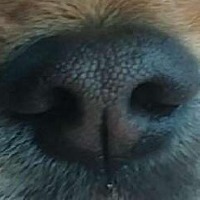 dognose project thumbnail