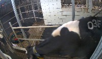 cow1 project thumbnail