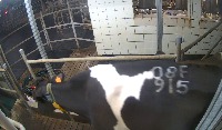 cow12 project thumbnail