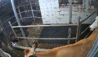 cow13 project thumbnail