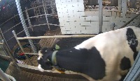 cow10 project thumbnail