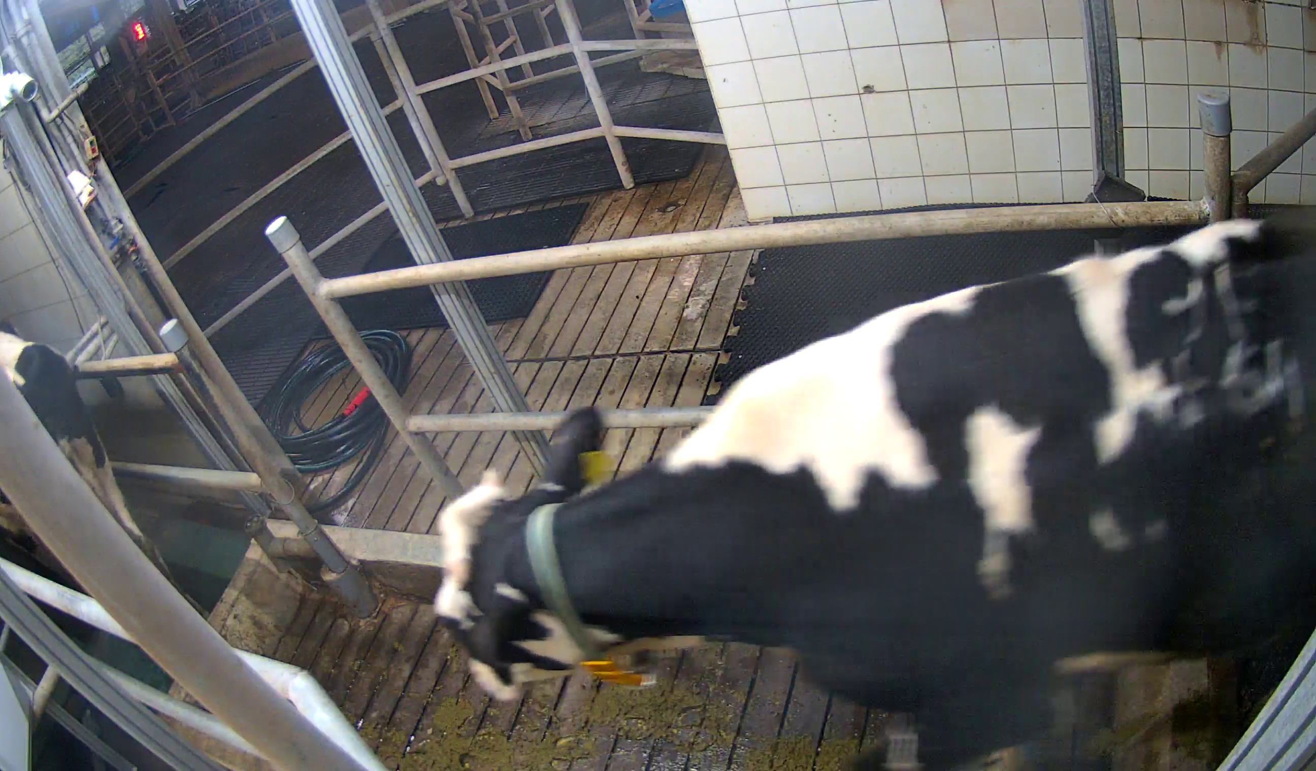 cow2 Object Detection Dataset by vertebrae