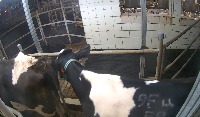 cow15 project thumbnail