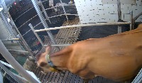 cow14 project thumbnail