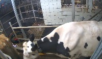 cow9 project thumbnail