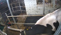 cow4 project thumbnail
