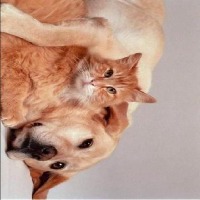 dog and cat project thumbnail