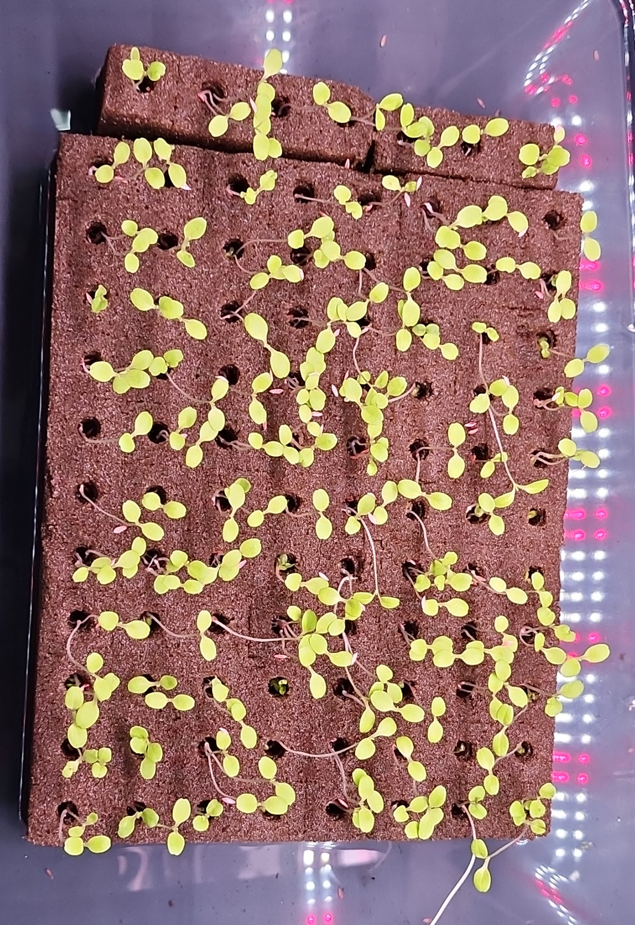 Paper Letuce Butterhead_Lettuce_Bulk_Samples Instance Segmentation Model by Dogandcat