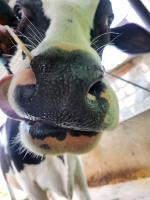 muzzle detection CEG project thumbnail