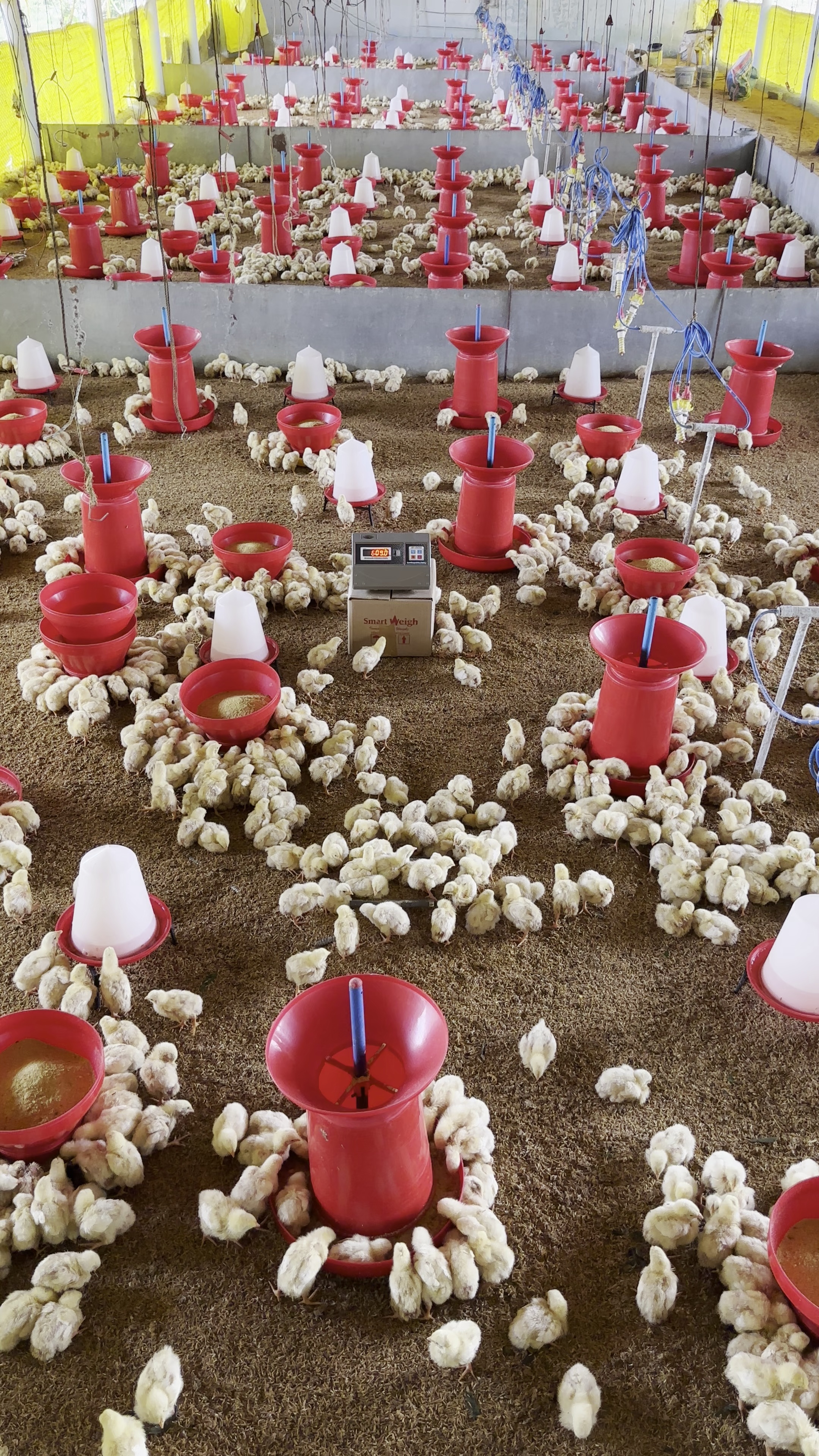 Chick and weight detection (copy) Object Detection Dataset by 360DigiTMG