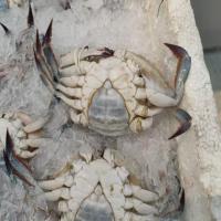 Crab Project-all project thumbnail