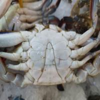 crab new project thumbnail