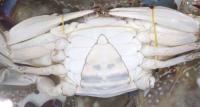 big crab project thumbnail
