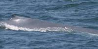 Dolphin vs Whale project thumbnail