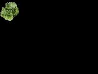 Hydroponics Plants project thumbnail