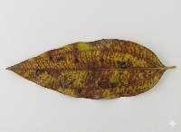 Leaf Deficiency Detection project thumbnail