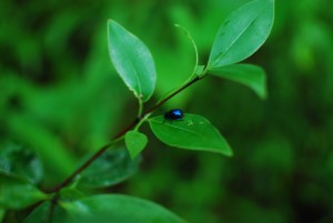 insect Instance Segmentation Model by insect