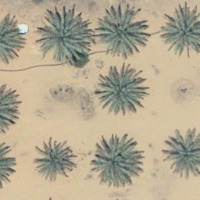 tree_dataset_versus project thumbnail