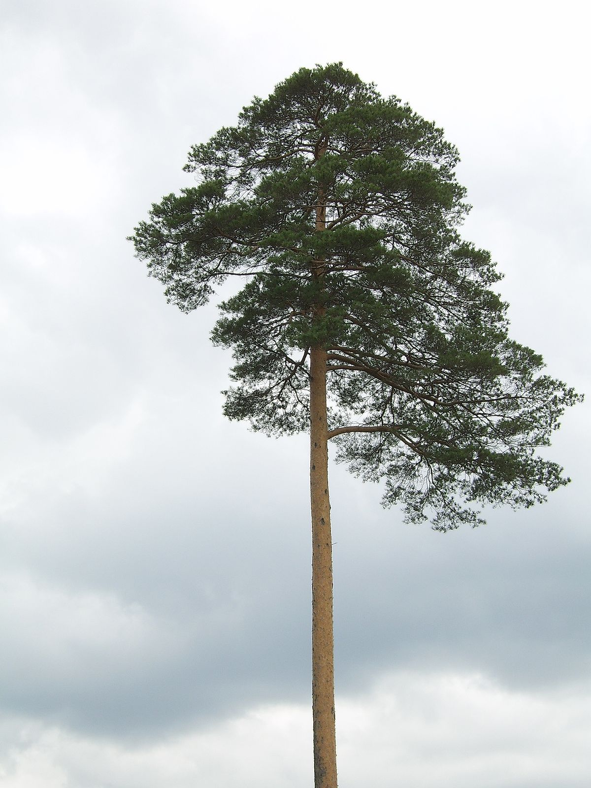Traitsui Tree Tree segmentation Instance Segmentation Dataset by seunghyun choi