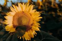 Flowers_Detection project thumbnail