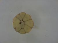 garlic-internal-research_SJH project thumbnail