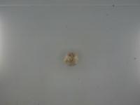 garlic2 project thumbnail