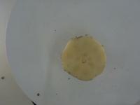 garlic clove project thumbnail