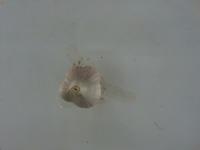 garlic_id_predict project thumbnail