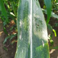Daun Jagung (Madura) project thumbnail