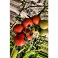 Tomato Health Segmentation project thumbnail
