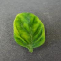 tomato-healthy project thumbnail