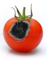 tomato thesis project thumbnail