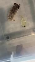hedgehog project thumbnail