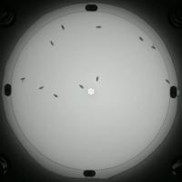 Find flies project thumbnail