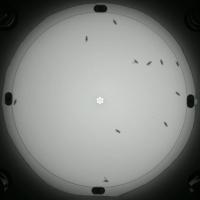 InstantFlies project thumbnail