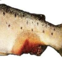 Farm Fish Disease Classification project thumbnail