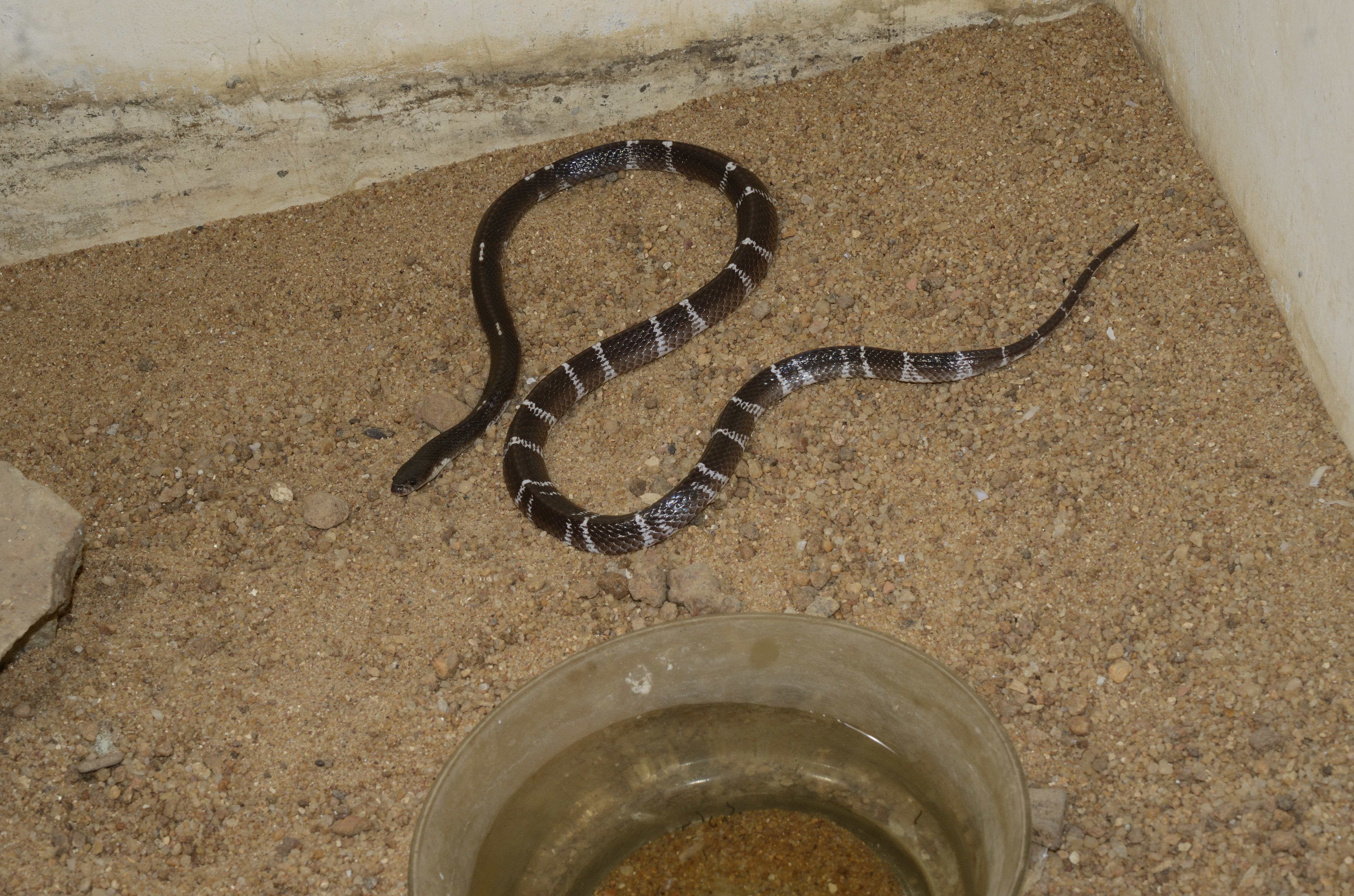 snake classification Object Detection Model by snake