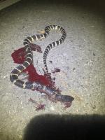 snake project thumbnail