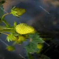 Strawberry-Growth project thumbnail