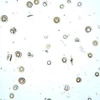 Nile-Tilapia-Parasites project thumbnail